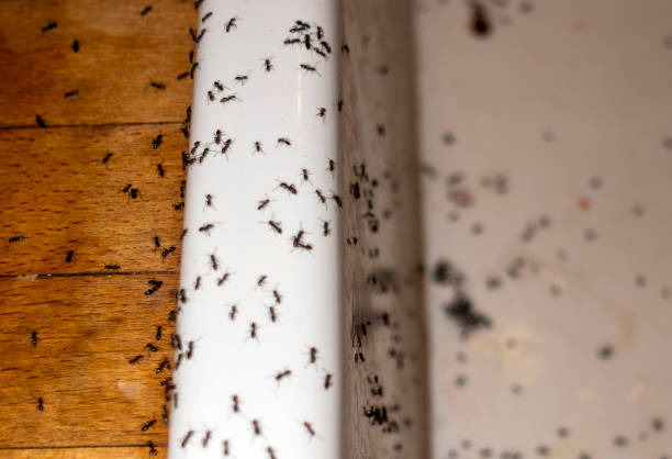 Best Best Pest Control Companies  in Meridian Hills, IN